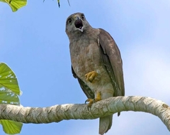Ridgway's Hawk